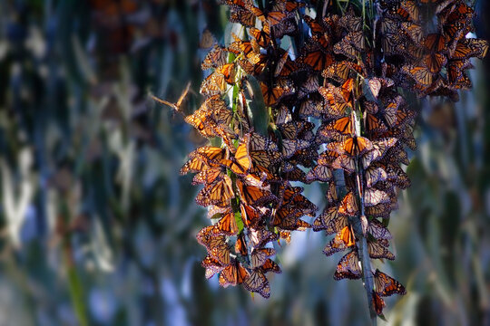Monarch Butterflies Santa Barbara, California, USA