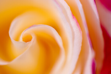 A Tea Rose in Ventura, California.