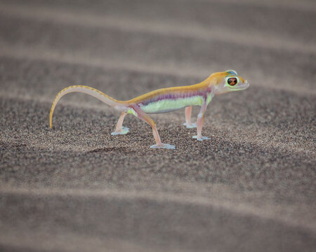 A palmetto gecko on the Namibian desert sand dunes. Taken at a nature reserve outside the city of Swakopmund in Namibia.