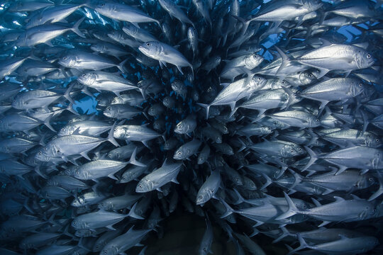 Mexico, Baja California, Sea of Cortez. A big school of Jacks found at the protected marine area of Cabo Pulmo.