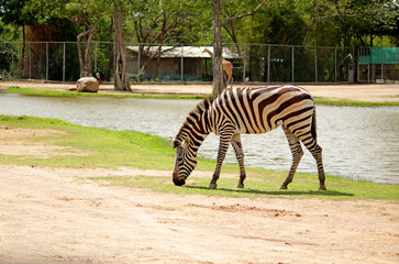 Fototapeta na wymiar Zebra in the Thailand Zoo