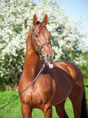 portrait of сhestnut Holstein sportive stallion posing against blossom apple tree. spring time