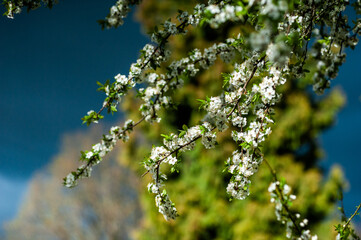 White blossom of apple blossoms on a sunny day on a background of blue sky. Background, banner