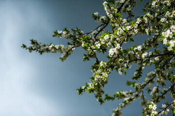 White blossom of apple blossoms on a sunny day on a background of blue sky. Background, banner
