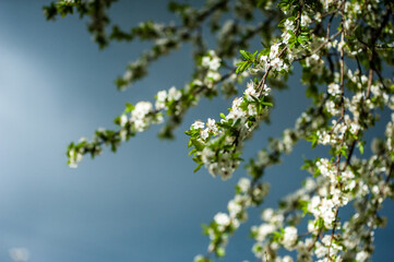 White blossom of apple blossoms on a sunny day on a background of blue sky. Background, banner