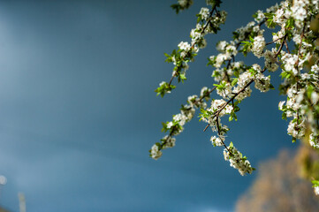 White blossom of apple blossoms on a sunny day on a background of blue sky. Background, banner