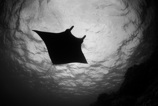 A manta ray cruises the waters of the Solomon Islands.