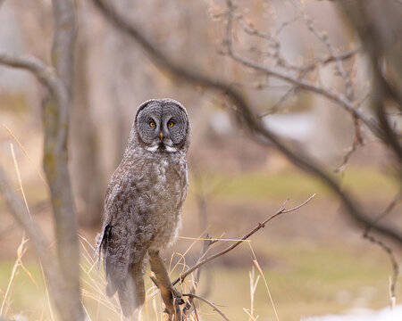 Photo of a Great Grey Owl found in southwest Montana.