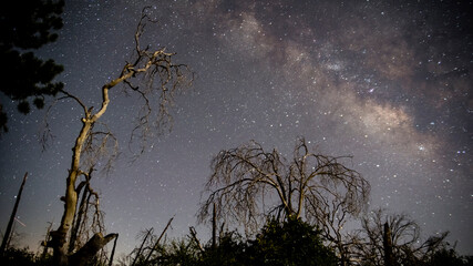 The Milky Way is visible with trees in the foreground on a clear night at Rancho Cuyamaca State Park near Julian, California.