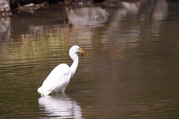 魚を咥えたダイサギ
