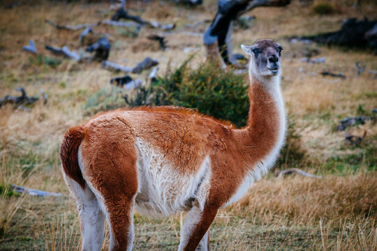 Guanacos (lama guanicoe) grazing in Torres del Paine National Park in the Patagonia region of Chile.