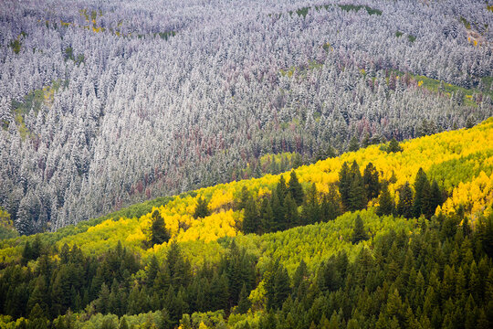 Autumn leaves changing in Vail, Colorado