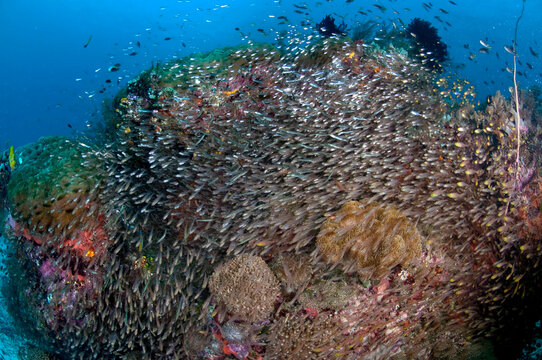 Schools of sweepers surround a reef in Raja Ampat