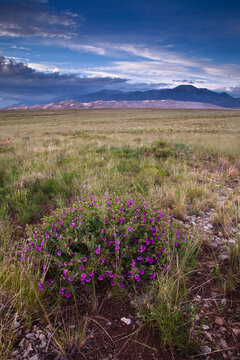 A blooming flower on the flats to the south of the dunefield in Great Sand Dunes National Park.