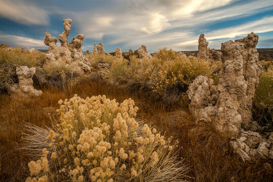 Tufa and Rabbit Brush, Mono Lake, California