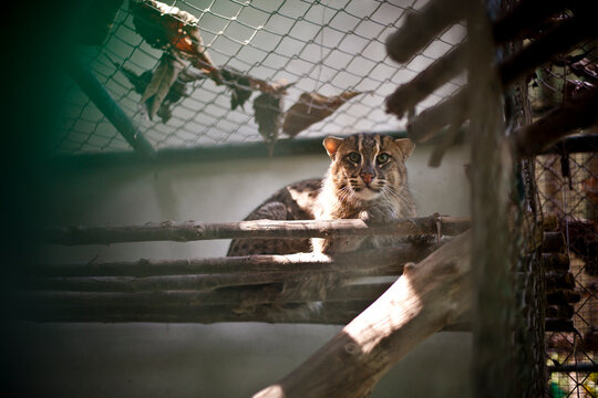 A fishing cat (Prion Ailurus viverrinus) rests inside its enclosure at southeast Thailand.