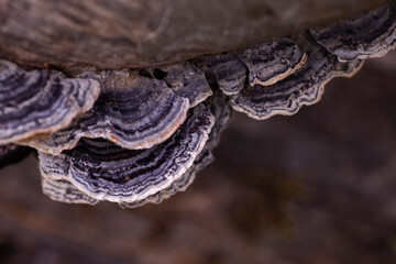 A group of shelf fungus