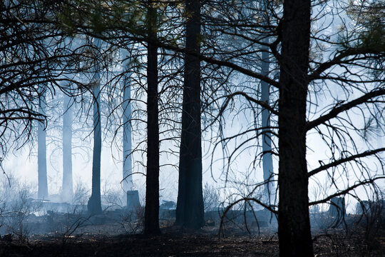 A forest smolders after a fire in Oregon where fire protection crews started a prescribed burn to get rid of tinder that would engulf this forest that has not burned in decades.