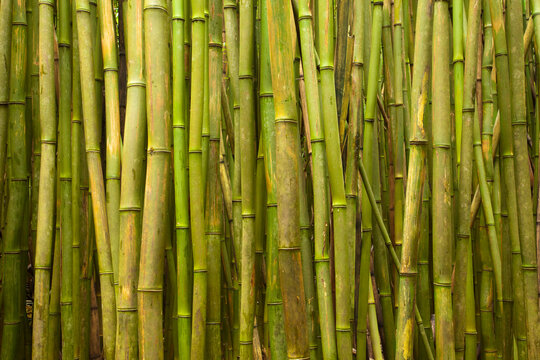 A thick bamboo forest in Haleakala national park on Maui.
