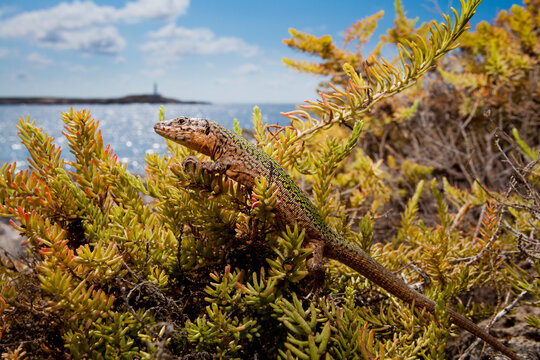 A male Ibiza Wall Lizard on the Island of Negra Norte.