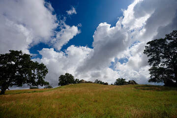Oak and grass woodland , California, USA