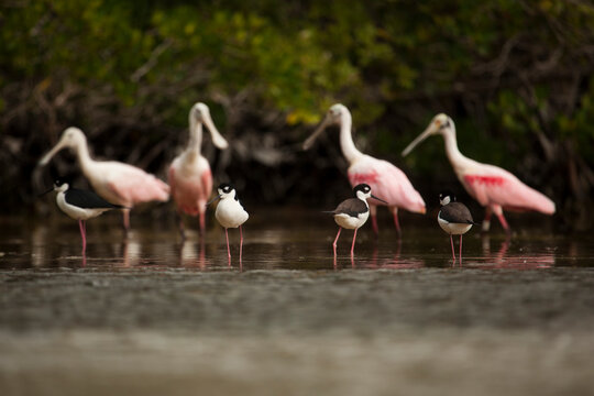 Spoonbills share foraging habitat with many other wading birds like these blackneck stilts in Everglades National Park, Florida.