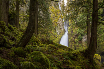 Looking through the woods at Wahclella Falls