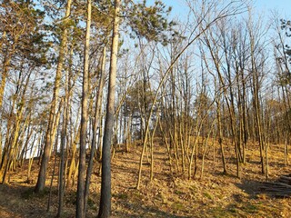 Silhouette of a pine forest and sky. Sunset behind the trees. Spring colours first flowers.