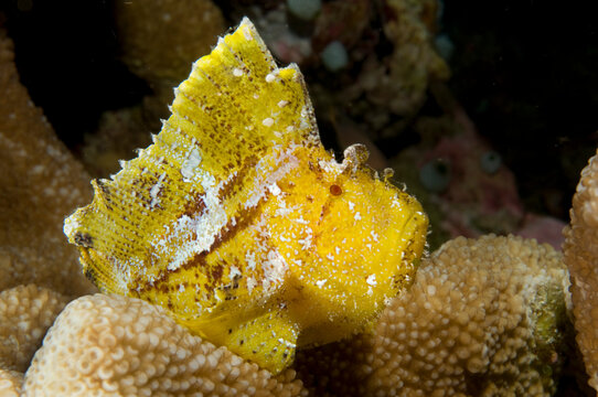 A yellow leaf scorpionfish.