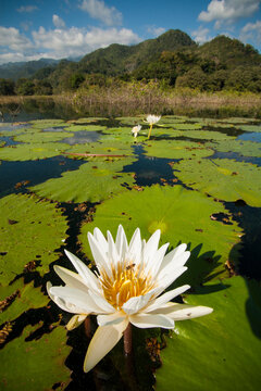 A bee pollinizes a water lily on Lake Yojoa, Honduras.