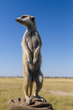 An adult meerkat scouts the area for any dangers in the Makgadikgadi Pan in the Kalahari Desert in Botswana.
