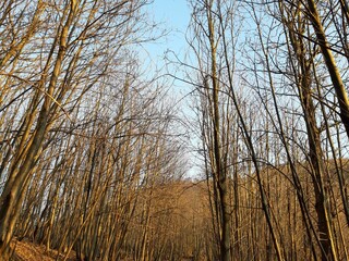Silhouette of a pine forest and sky. Sunset behind the trees. Spring colours first flowers.