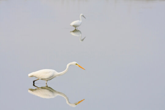 Great Egret (Casmerodius albus) looking for food on water. Laem Pak Bia. Petchaburi province. Thailand.