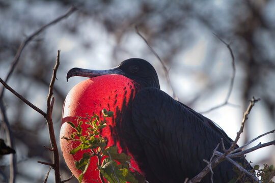 Frigate Bird