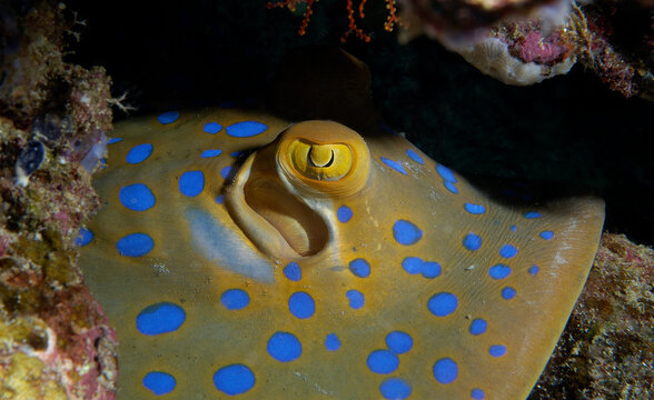 Blue spotted stingray in the Papua New Guinea.