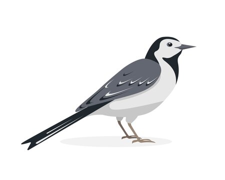 White Wagtail bird. Japanese Pied icon isolated.
