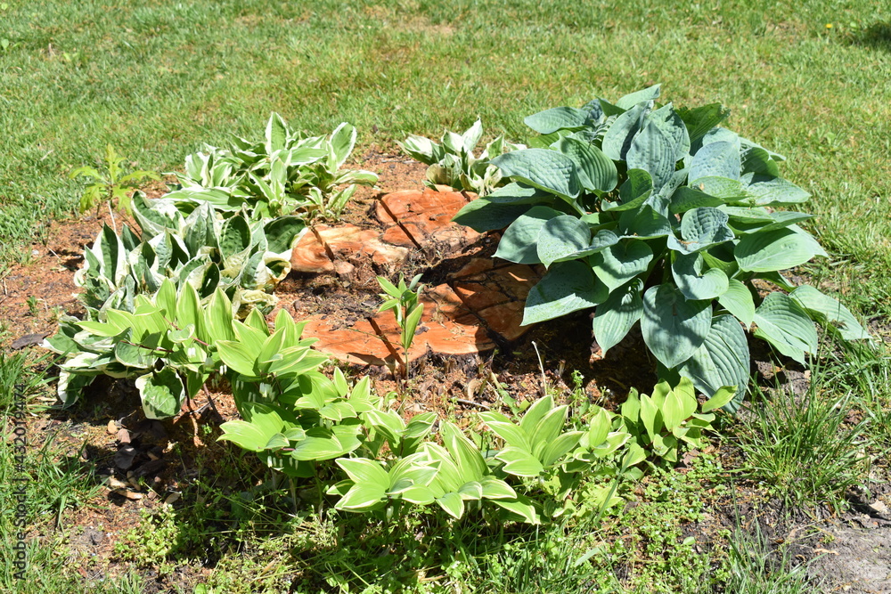 Sticker flower bed