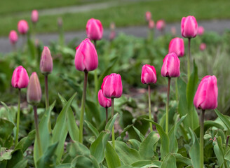Pink tulips with green leaves in the park. Spring in the garden. Blurred background in tulips field.