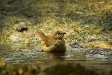 Birds playing in the tropical jungle, Thailand