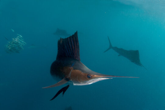 Atlantic sailfish hunt and feed on sardine schools off the coast of Mexico.