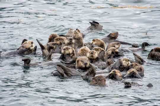 Sea otters relax on their backs and look on curiously in the waters near Sitka, Alaska.
