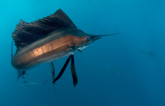 Atlantic sailfish hunt and feed on sardine schools off the coast of Mexico.