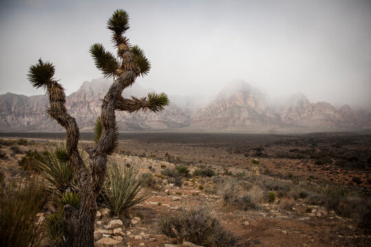 A Spring storm looms over Calico Canyon in Red Rock Conservation Area - Las Vegas, Nevada