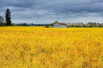 A farm house stands next to golden fields of flowers in Oregon's Willamette valley, just south of Portland, Oregon.