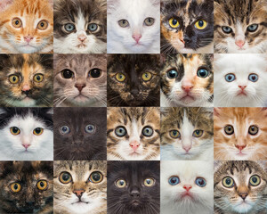 Fototapeta premium Portraits of small shelter kittens