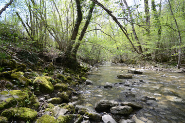 stream in the forest on a sunny spring day, Tuscany, Italy