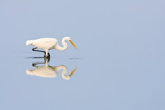Great Egret (Casmerodius albus) looking for food on water. Laem Pak Bia. Petchaburi province. Thailand.