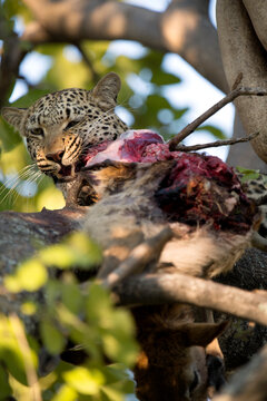 A leopard feeds on a small antelope in a tree in Botswana.