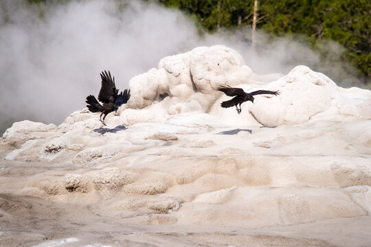 Two ravens fly at the base of Old Faithful in Yellowstone National Park, Wyoming.