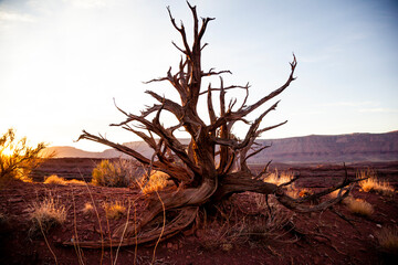 Dead, gnarled trees are a common theme in the Utah desert - Moab, Utah